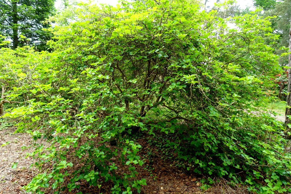 Rhododendron amagianum - Hillier Gardens - Romsey, Hampshire, England - DSC04660