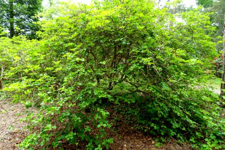 Rhododendron amagianum - Hillier Gardens - Romsey, Hampshire, England - DSC04660