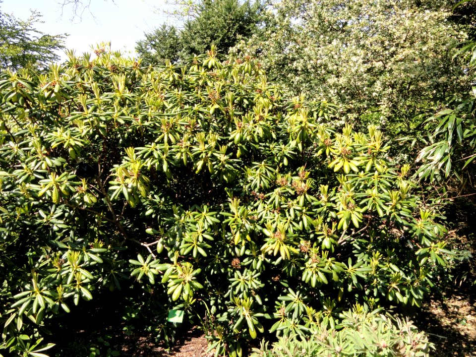 Rhododendron brachycarpum var. tiegerstedtii - University of Copenhagen Botanical Garden - DSC08066