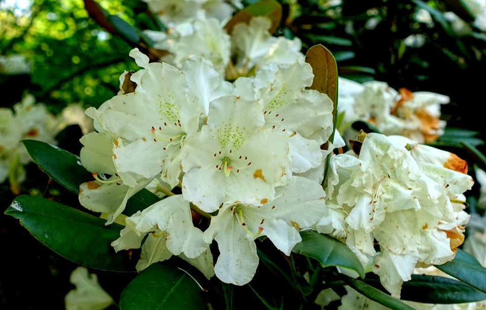 Rhododendron 'Blankenese' - Savill Garden - Windsor Great Park, England - DSC06296