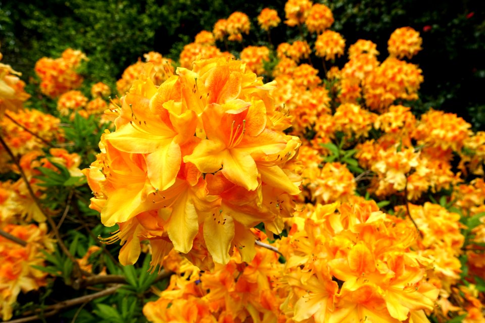 Rhododendron - Trewidden Garden - Cornwall, England - DSC02095