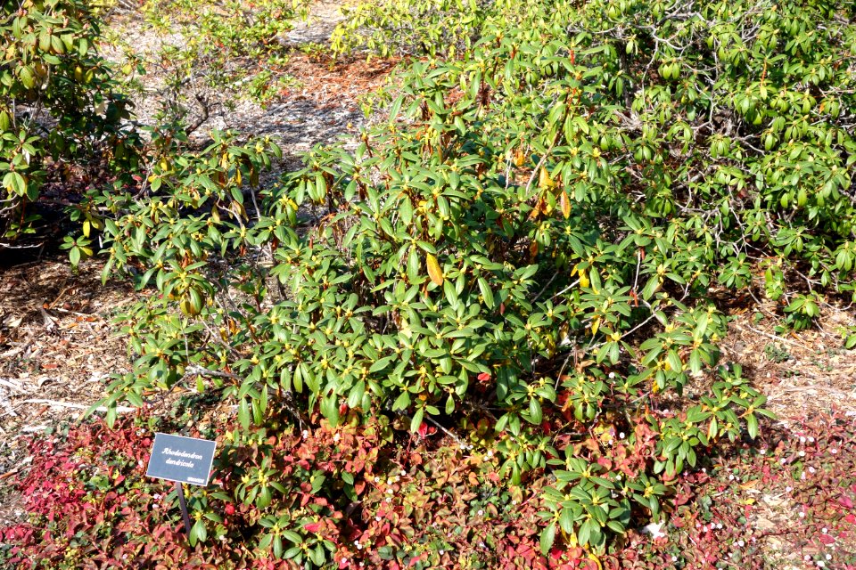 Rhododendron dendricola - Mendocino Coast Botanical Gardens - DSC02028