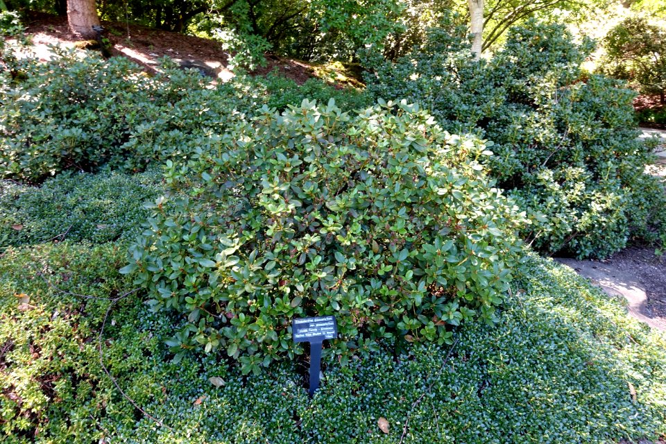 Rhododendron glaucophyllum - VanDusen Botanical Garden - Vancouver, BC - DSC07345