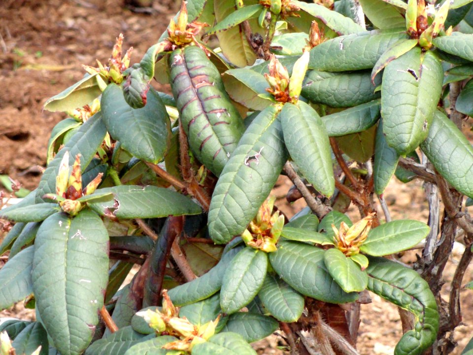 Rhododendron erosum - University of Copenhagen Botanical Garden - DSC07545