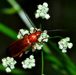 Rhagonycha-fulva-04-fws