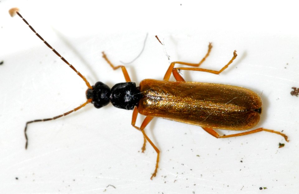 Rhagonycha-lignosa-08-fws