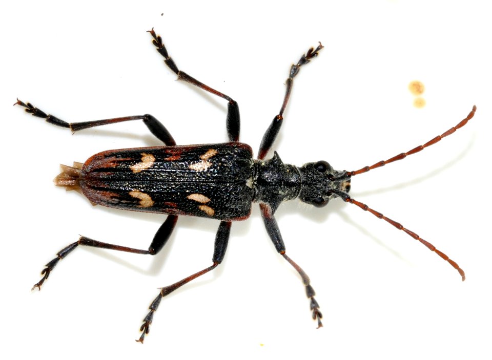 Rhagium-bifasciatum-06-fws