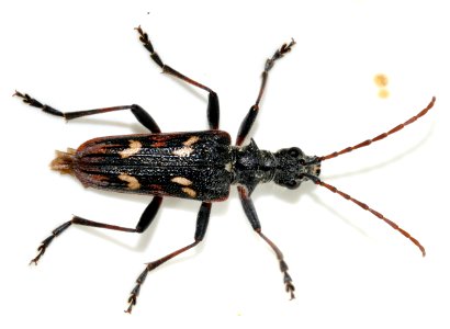 Rhagium-bifasciatum-06-fws