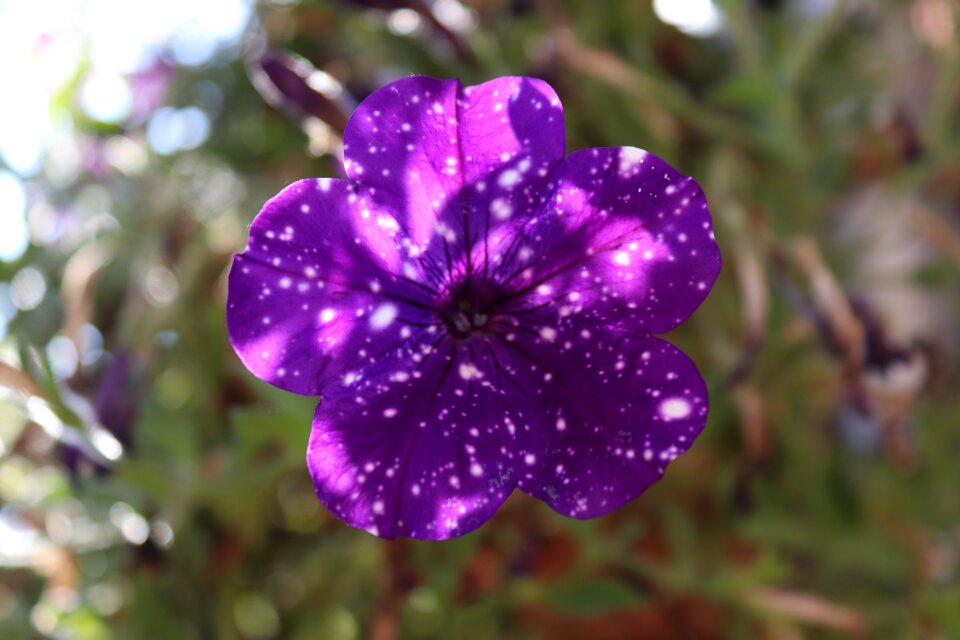 White points flowers