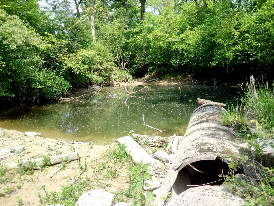 Rheinaue Leimersheim, Schlute Nollgrund (2)