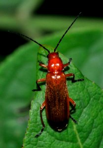 Rhagonycha-fulva-03-fws