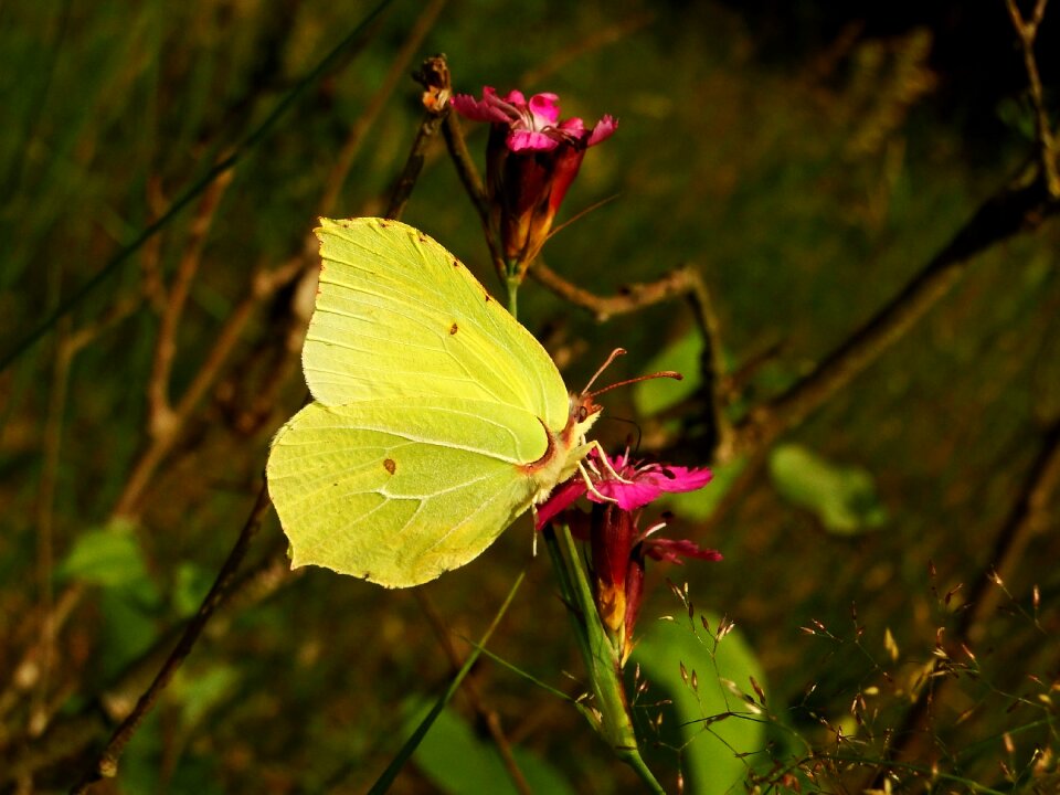Insect at the court of animals
