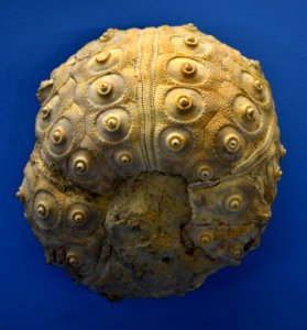 Rhabdocidaris Naturhistorisches Museum Basel 27102013
