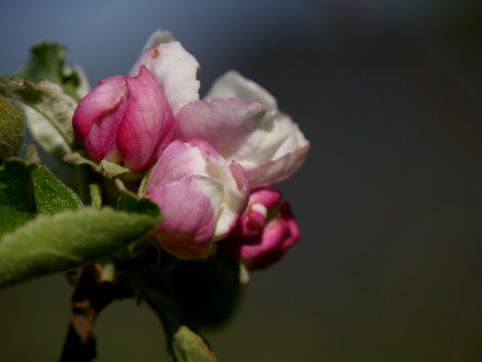Rheinischer Winterrambur Freilichtmuseum Roscheider Hof, Knospen H5
