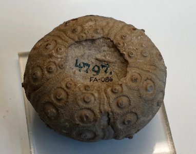 Rhabdocidaris nobilis - Naturhistorisches Museum Nürnberg - Nuremberg, Germany - DSC04176