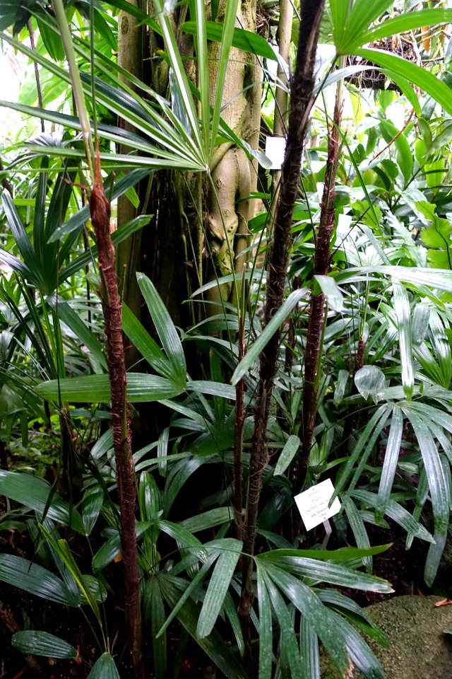 Rhapis excelsa - Botanischer Garten - Heidelberg, Germany - DSC01142