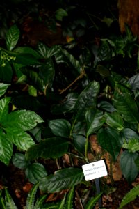 Rhaphidophora montana - Botanischer Garten, Dresden, Germany - DSC08635