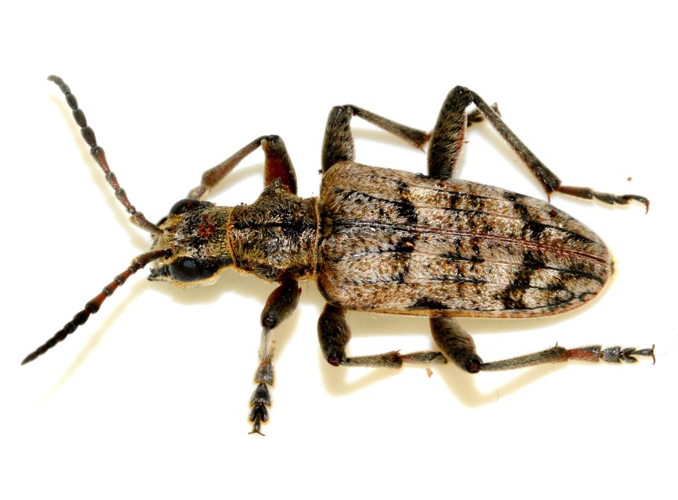 Rhagium-inquisitor-09-fws