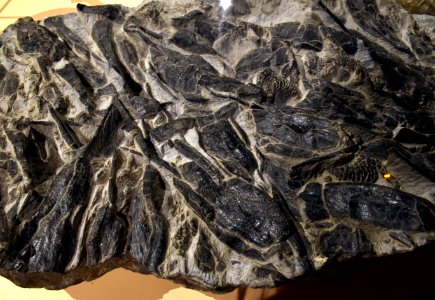 Rhinopteraspis Muséum Grenoble 03082017