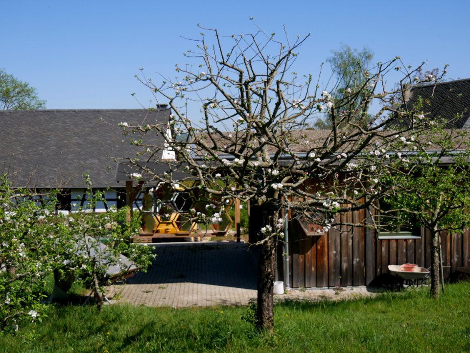 Rheinischer Winterrambur Freilichtmuseum Roscheider Hof, Ganzer Baum H9