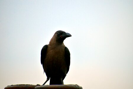 Corvus bird grey necked