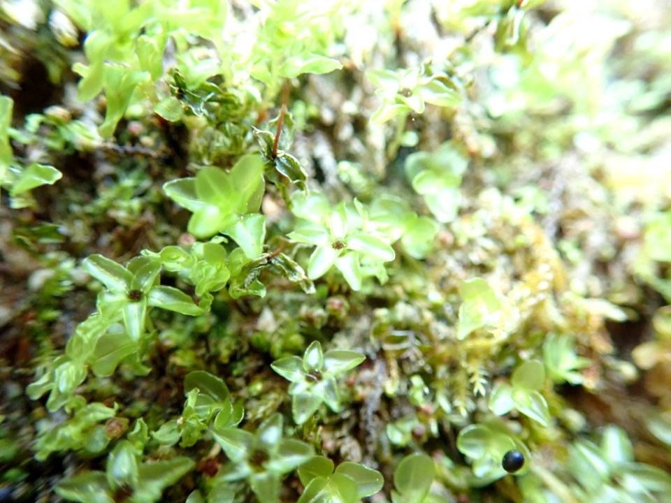 Rhizomnium glabrescens 122102171