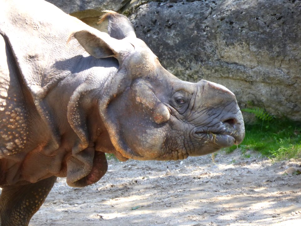 Rhinoceros-unicornis-3