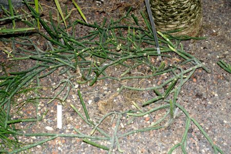 Rhipsalis neves-armondii - Botanischer Garten - Heidelberg, Germany - DSC01363