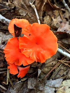 Red Chanterelle Durham NC