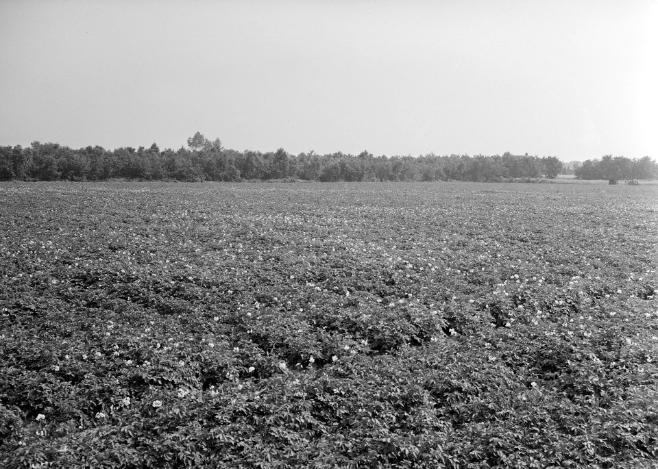 Recreatieterreinen, vliegvelden e.d., sportterreinen, verbouw aardappelen, Bestanddeelnr 163-0467