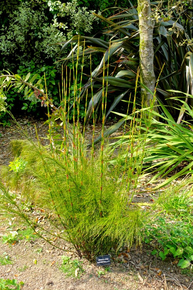 Restio subverticillatus (Ischyrolepis subverticillata) - Trengwainton Garden - Cornwall, England - DSC02584