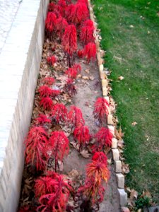 Red flowers - Omar Khayyam Garden - Nishapur 4 photo