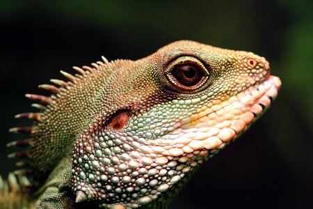 Reptile dragon wildlife photo
