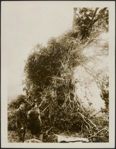 Pulling it down, Bestanddeelnr 158-2590