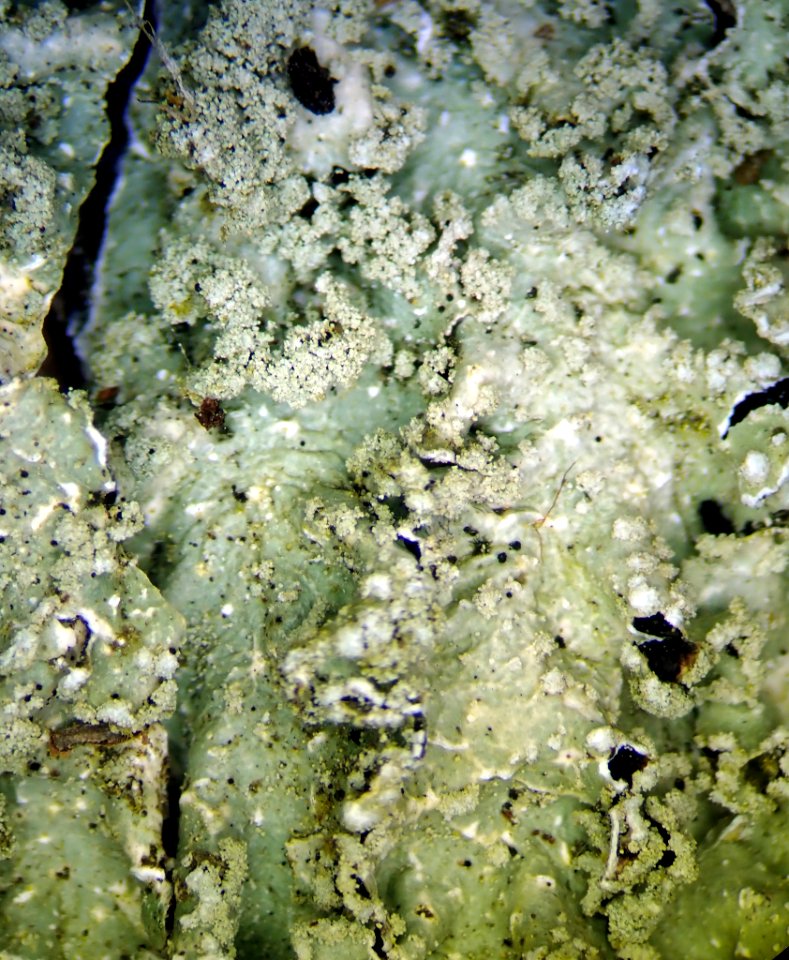 Punctelia borreri 95492692