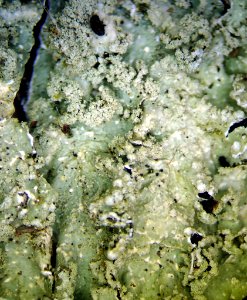 Punctelia borreri 95492692