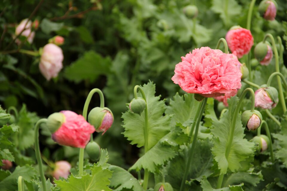 South gland gardens savill garden