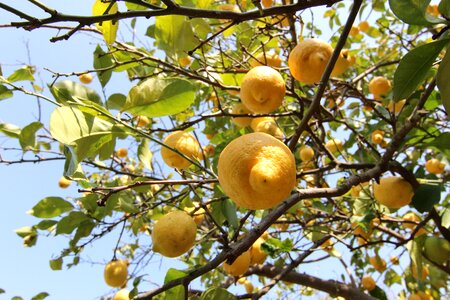 Fruit fruits nature photo