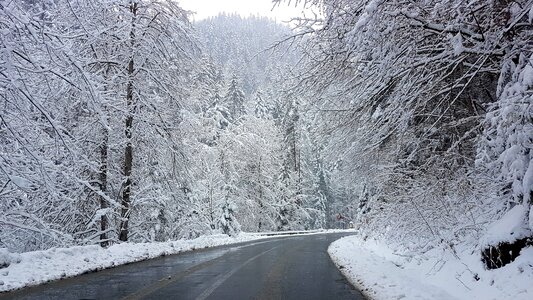 Forest snow cold photo