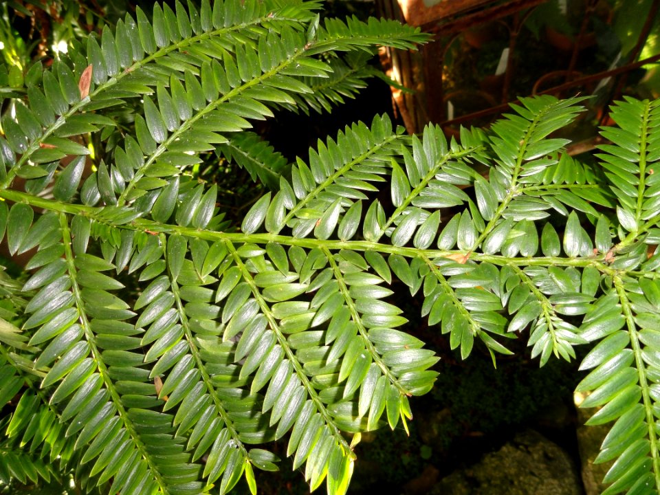 Retrophyllum rospigliosii (Decussocarpus rospigliosii) - Lyman Plant House, Smith College - DSC04253