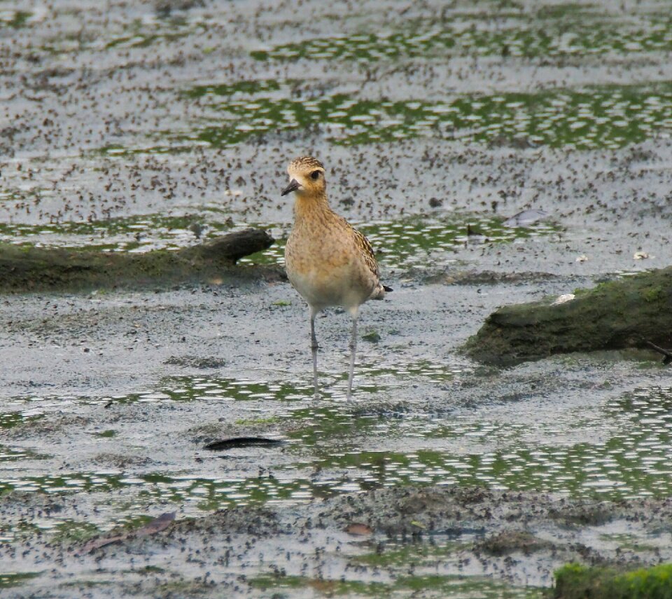 Water nature animal