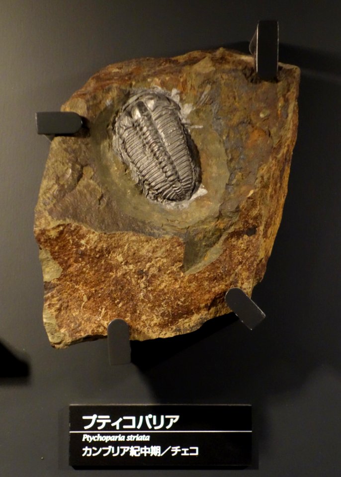 Ptychoparia striata - National Museum of Nature and Science, Tokyo - DSC07739