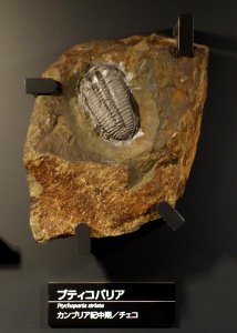 Ptychoparia striata - National Museum of Nature and Science, Tokyo - DSC07739