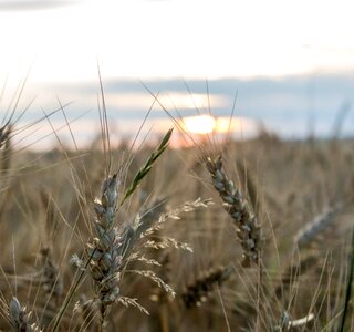 Nature summer farm photo