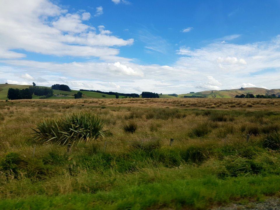 Pukerau Red Tussock Reserve