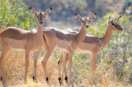 Antelope safari kruger