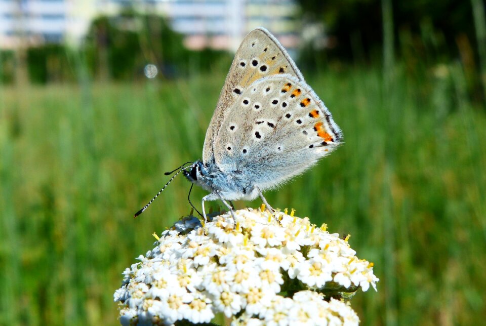 Lawn insect butterfly day