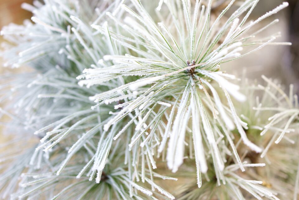 Congratulations sewing needles pine