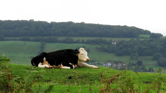 Meadow rural pasture