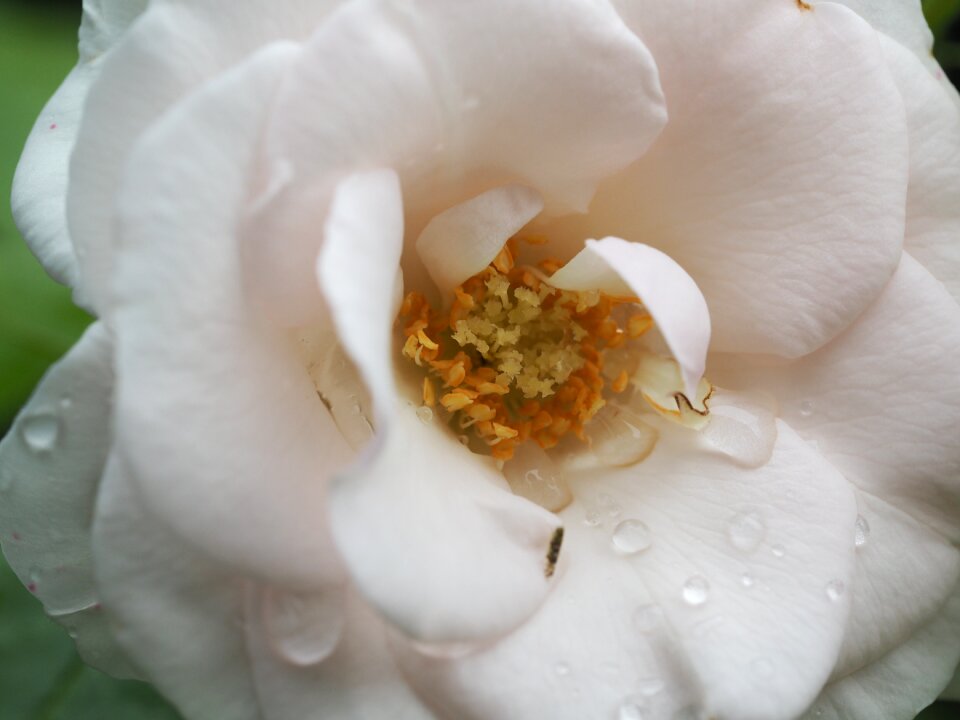 Love rose bloom flowers